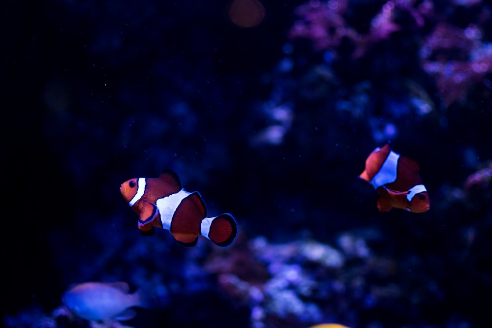 two clown fishes underwater