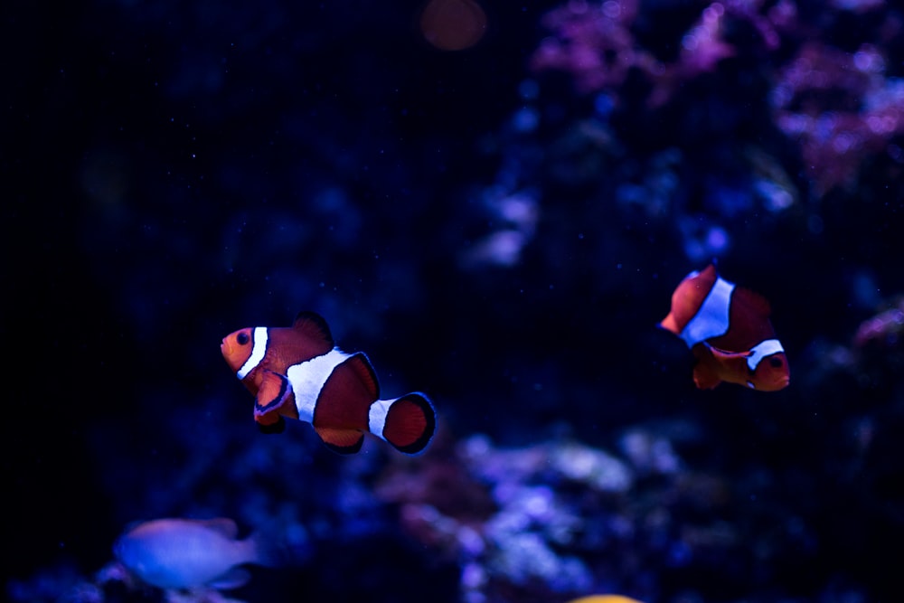 Dos peces payaso bajo el agua