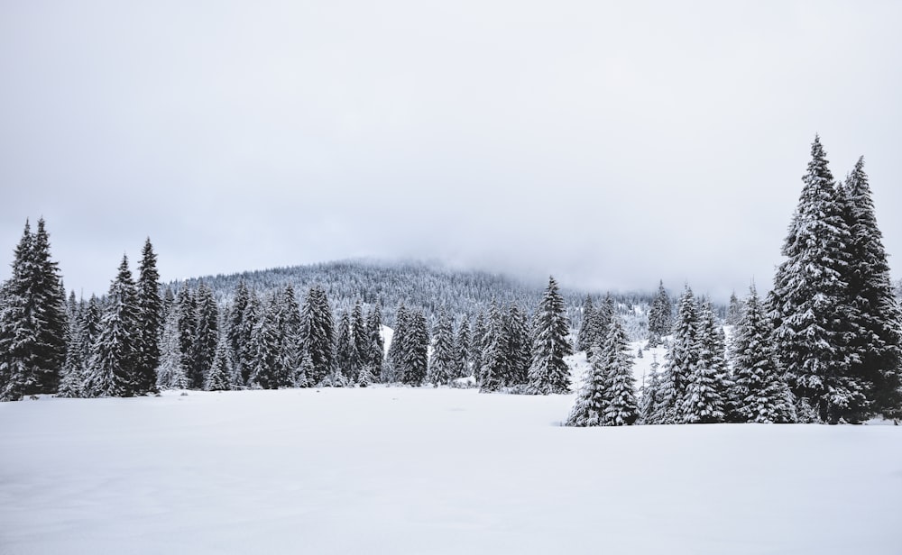 photo de paysage de pins recouverts de neige