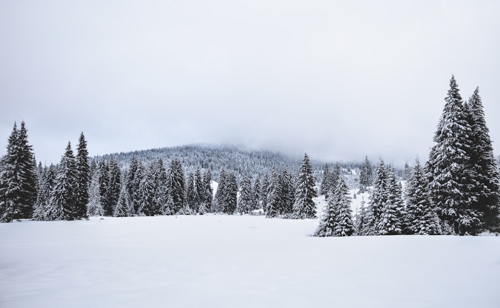 Landschaftsfoto von schneebedeckten Kiefern