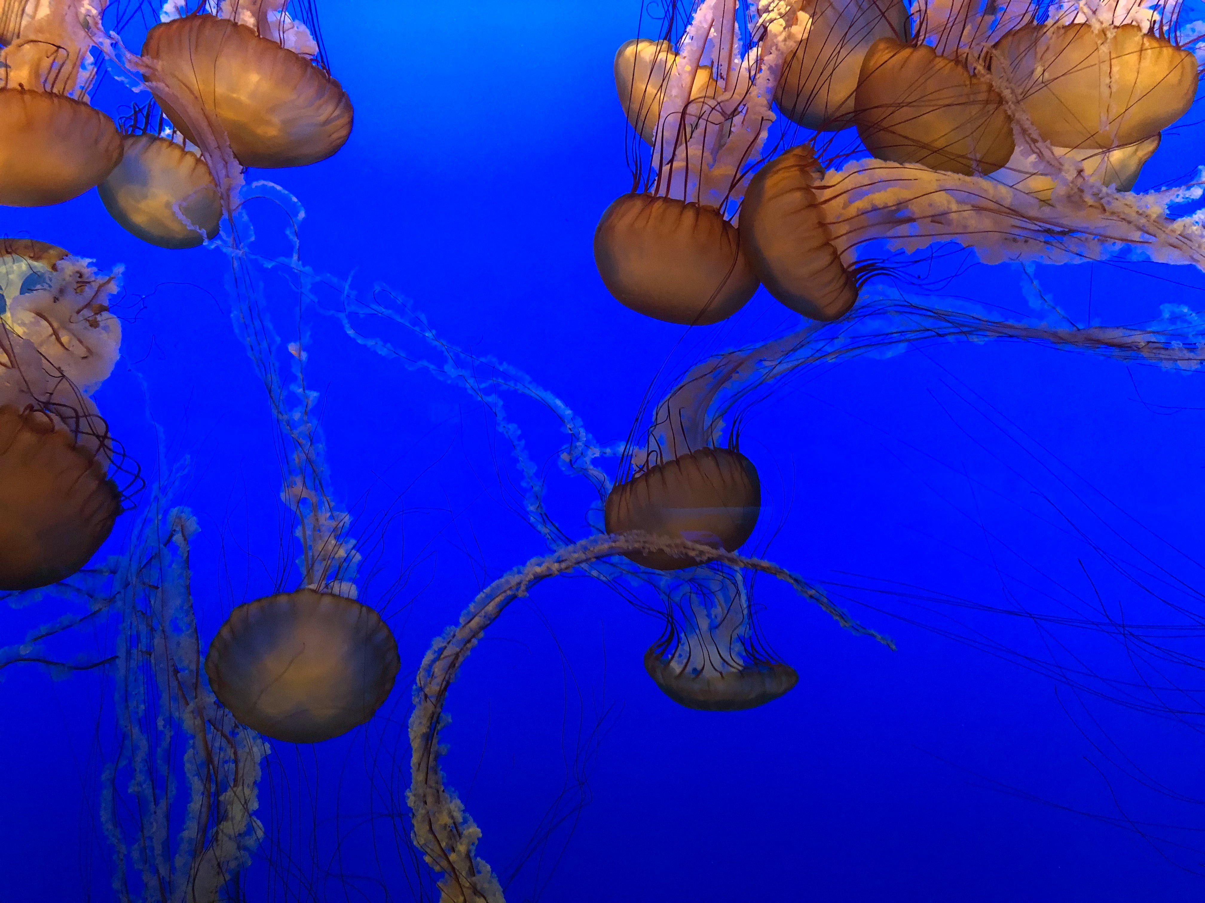jelly fishes on water
