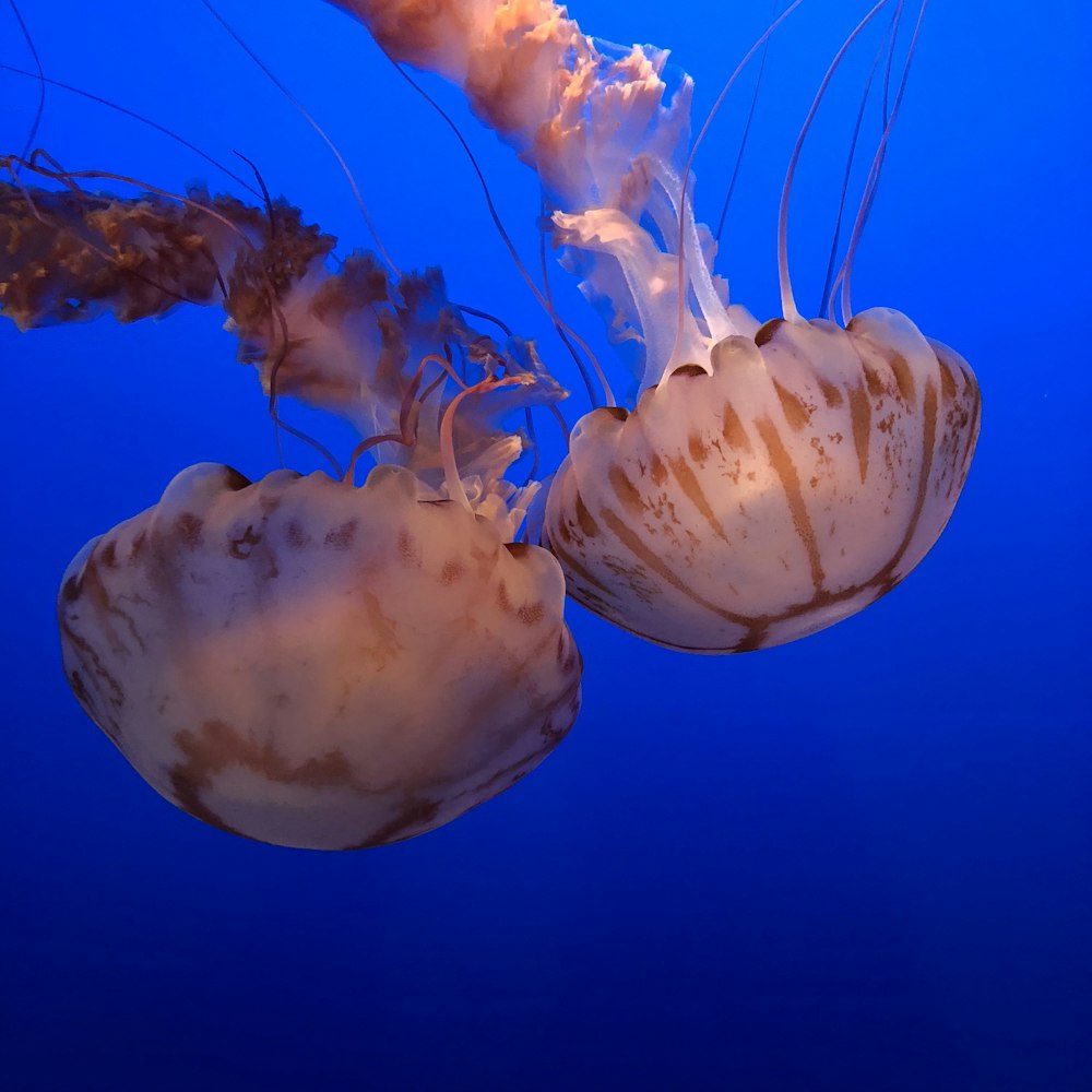 two white and brown jellyfishes