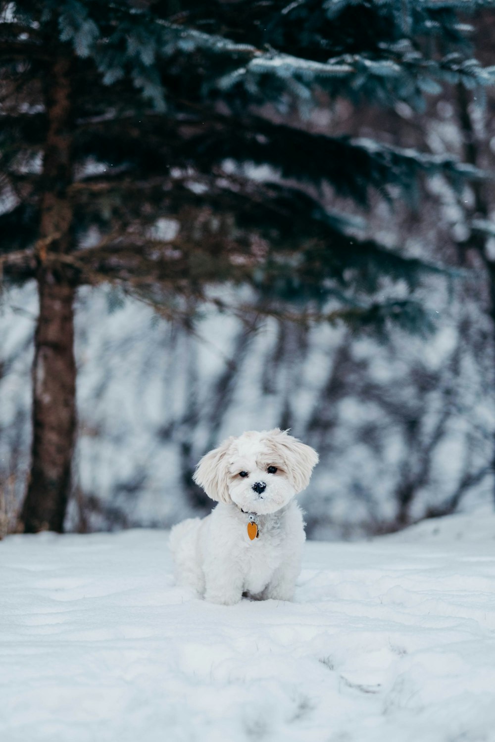 나무 옆 눈밭에 서있는 흰 개