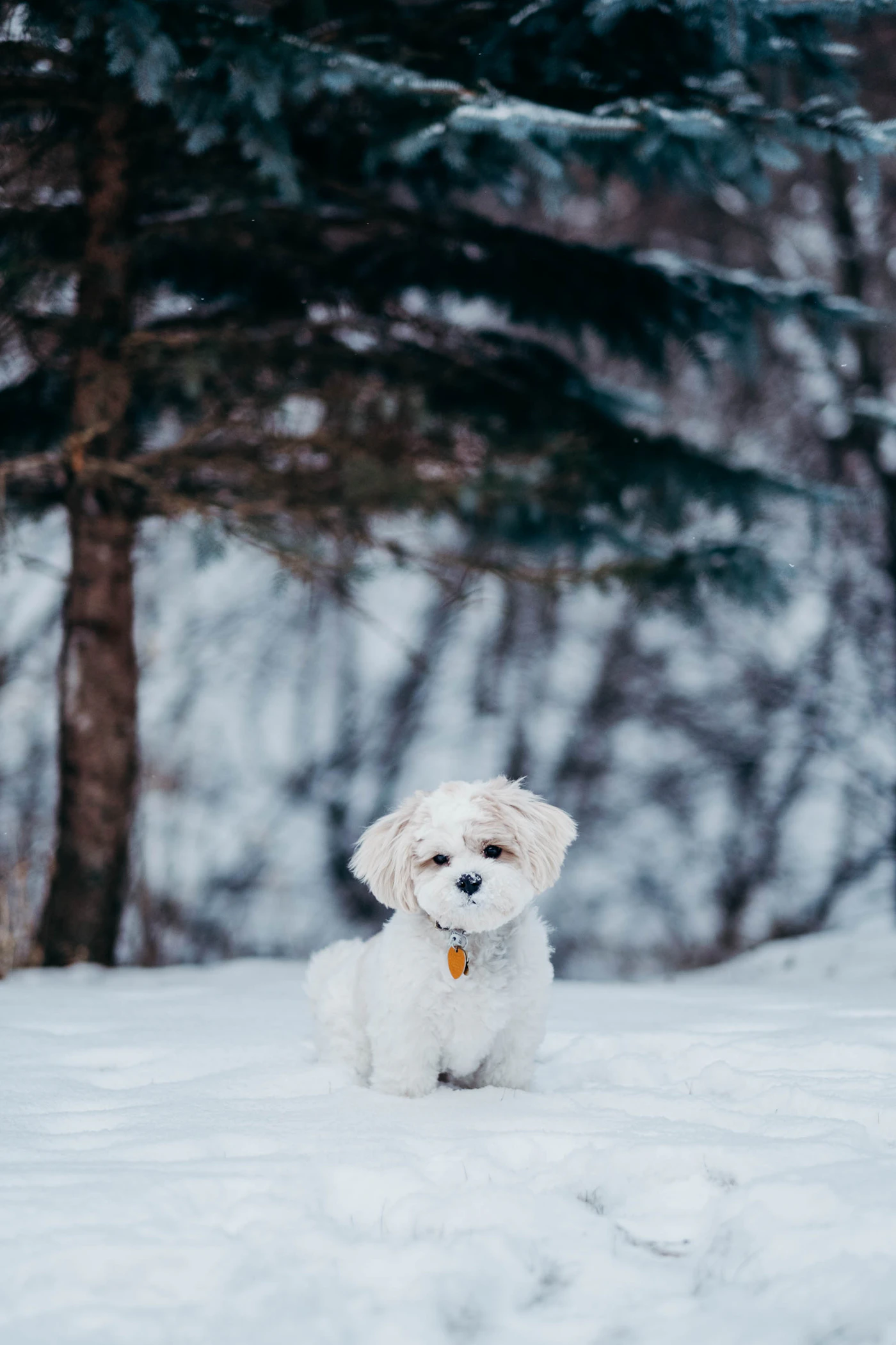 A small white dog standing alert in a snowy evergreen forest during a quiet winter day