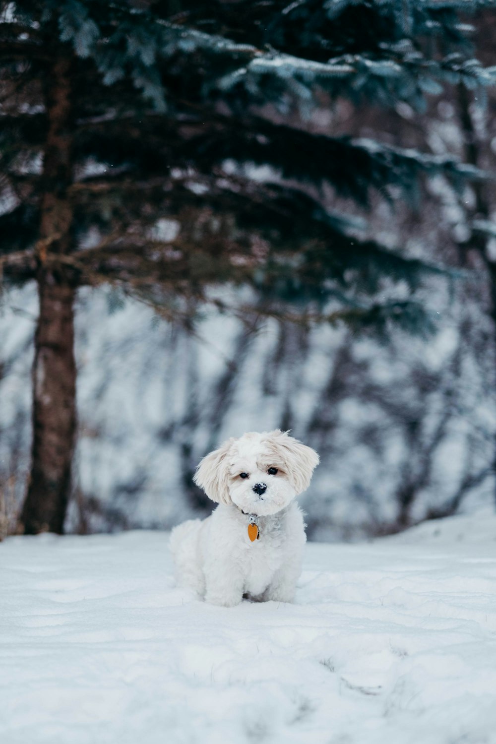 white dog standing on snow field beside tree