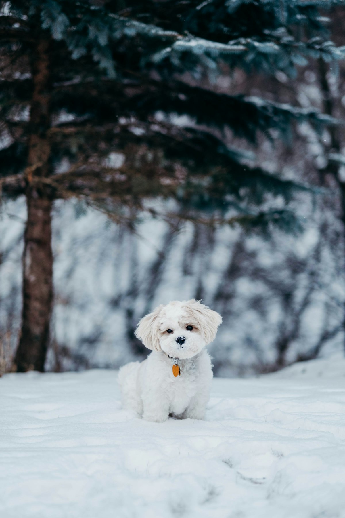 White dog standing on a snowy field - keeping outdoor dogs warm in winter