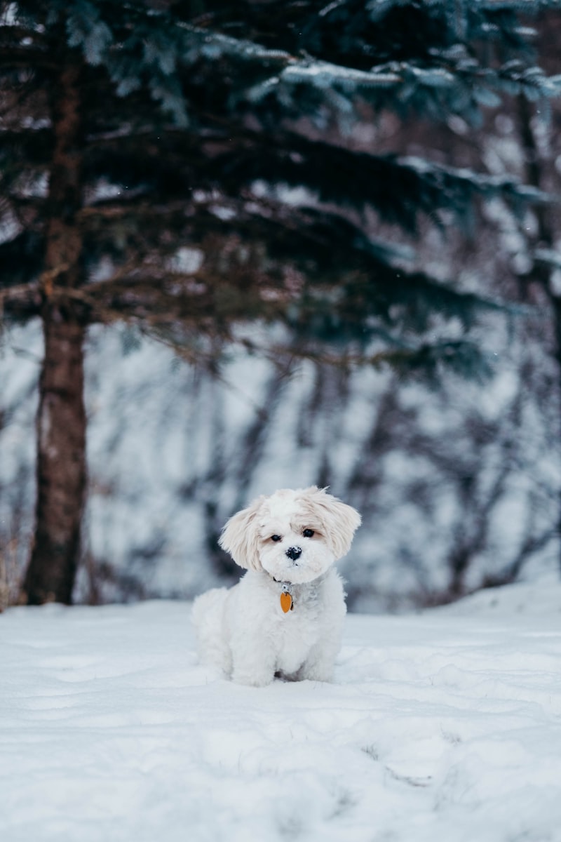 Dog Cold Weather Safety