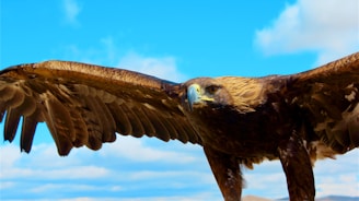 A soaring eagle captured mid-flight against a blue sky.