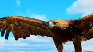 A soaring eagle captured mid-flight against a bright blue sky