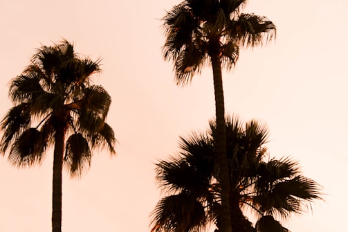 Palm trees swaying under a dusky desert sky.