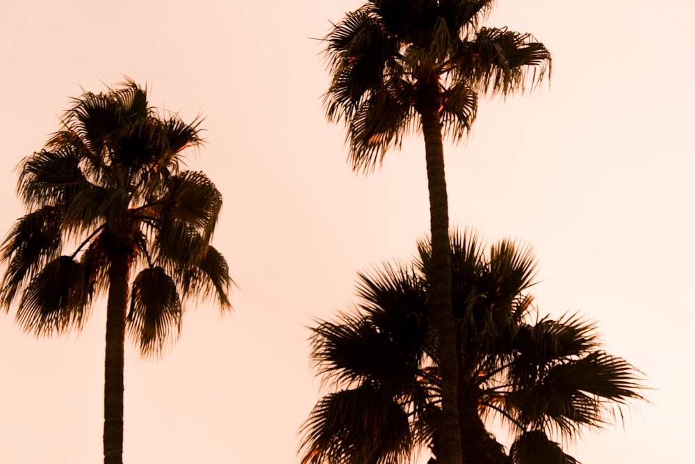low-angle photography palm plants