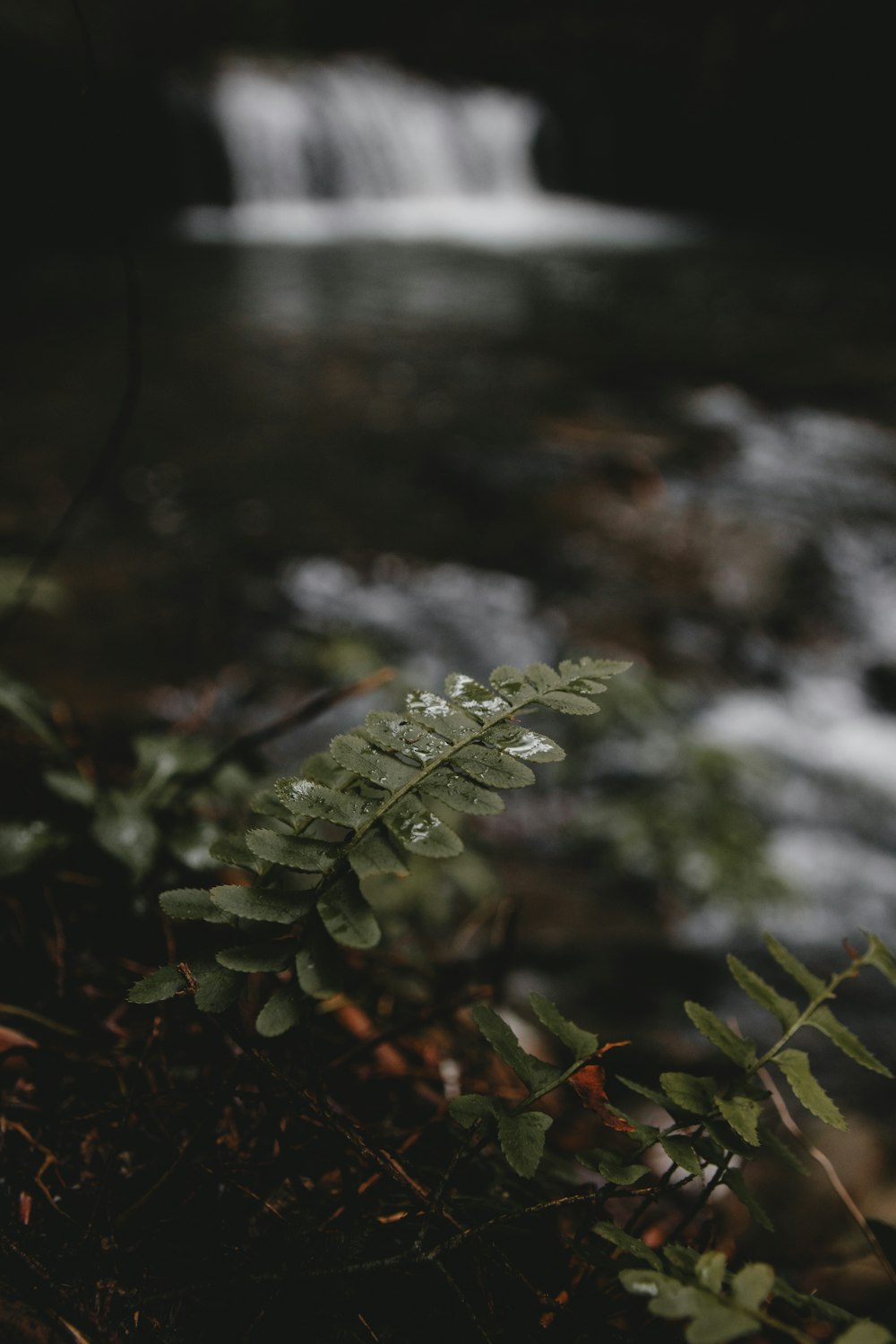 green leaf in shallow focus photography