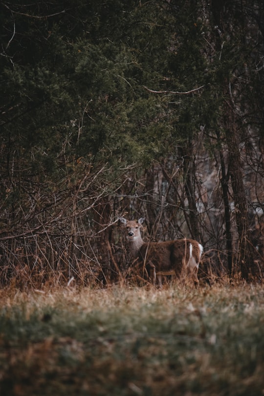 selective focus photography of deer in Tims Ford State Park United States