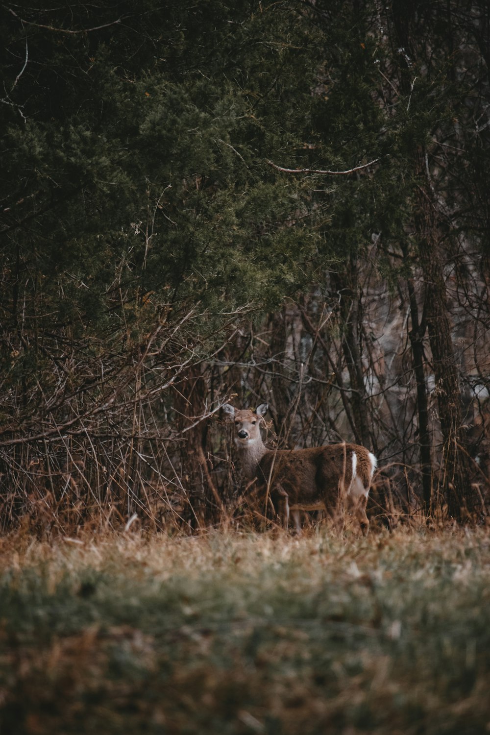 selective focus photography of deer