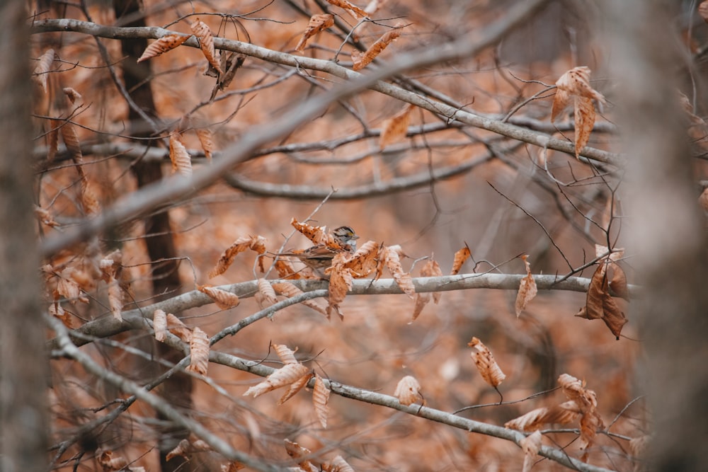 brown dried leafed tree