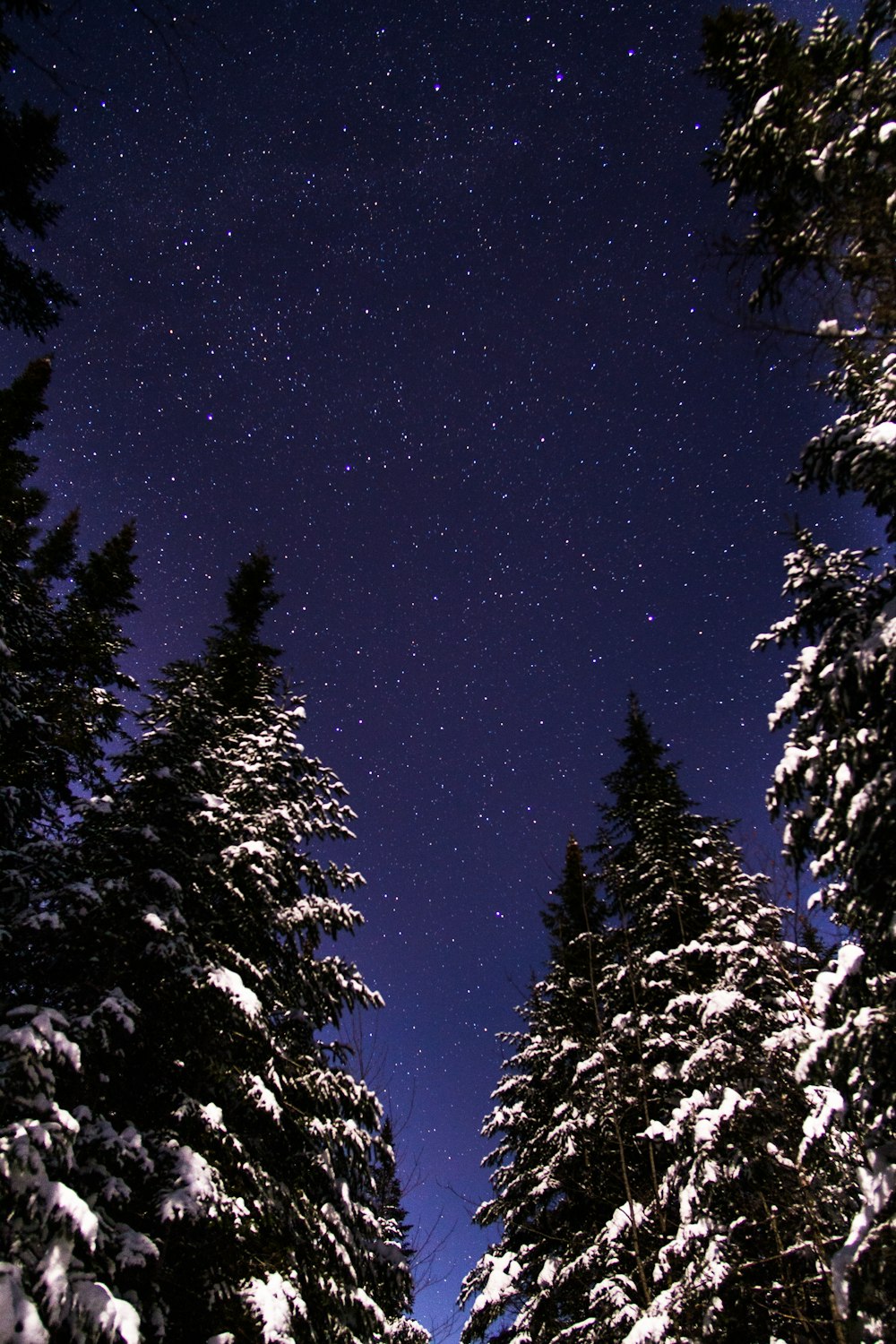 Vue en contre-plongée des pins sous le ciel étoilé