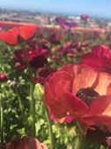 A close-up of colorful flowers in full bloom.