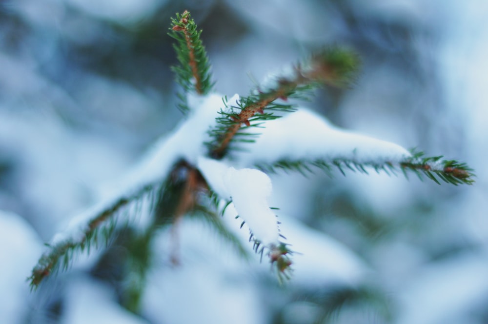pine tree leaf coated with snow during daytime