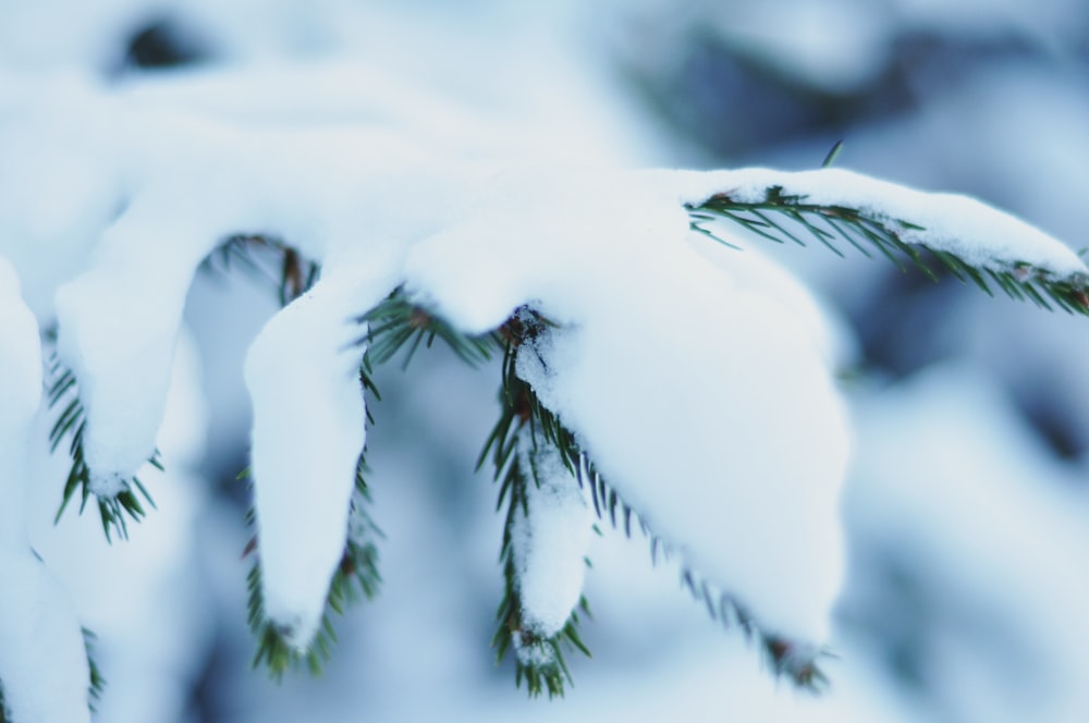 pine tree covered with snow