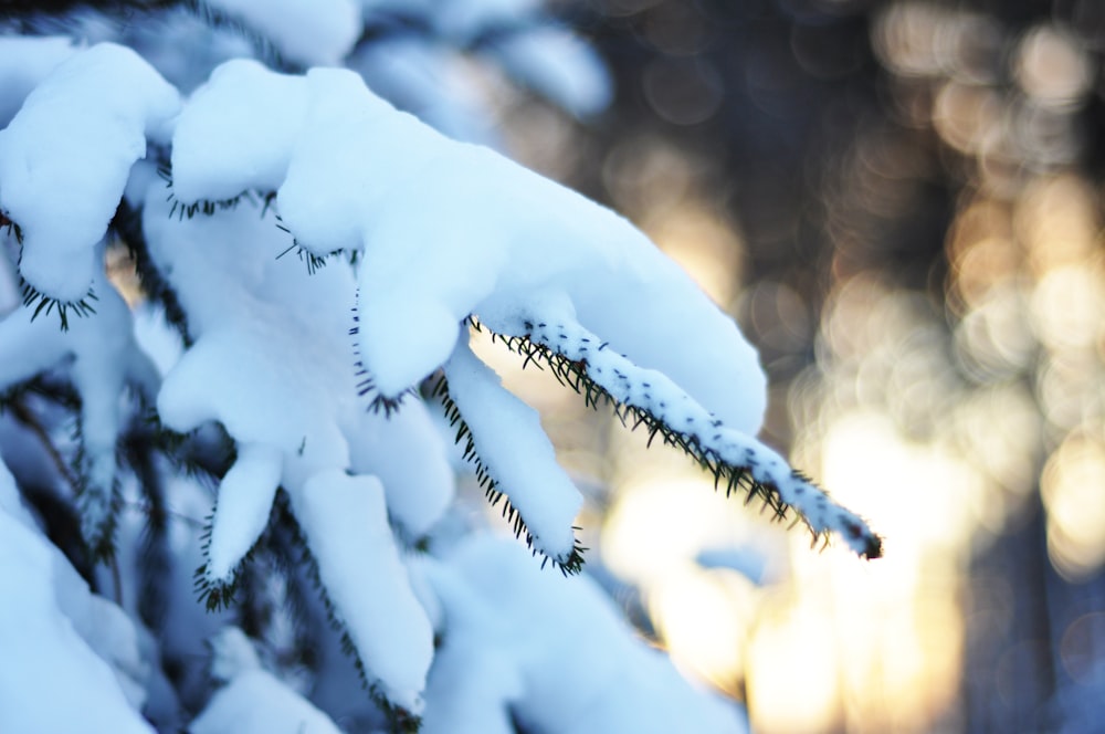 pine tree covered in snow