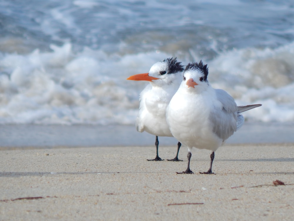 two seagulls on beach