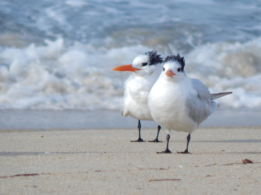 duas gaivotas na praia