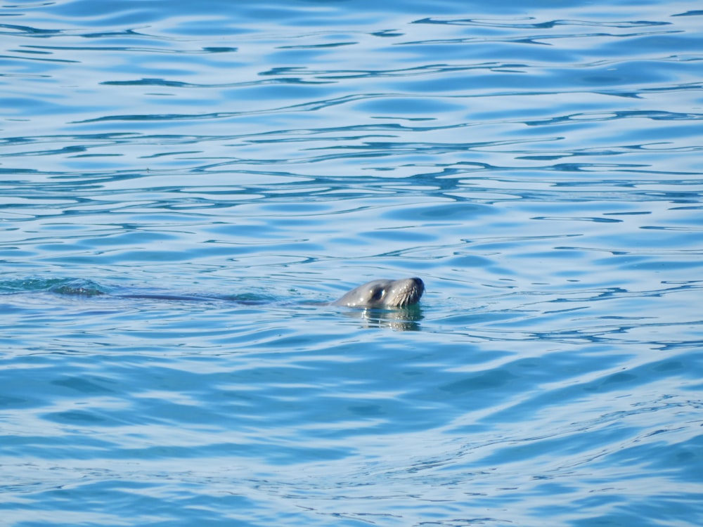 gray seal on body of water