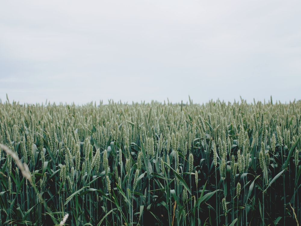 green grain field