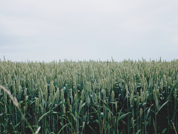 Green grain field