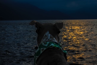A happy dog wearing a bandana sitting beside a calm mountain lake at sunset.