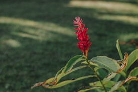 A vibrant red flower with layered petals stands out against a background of green grass and foliage. The flower is attached to a stalk with broad, green leaves, some of which show signs of browning and decay.