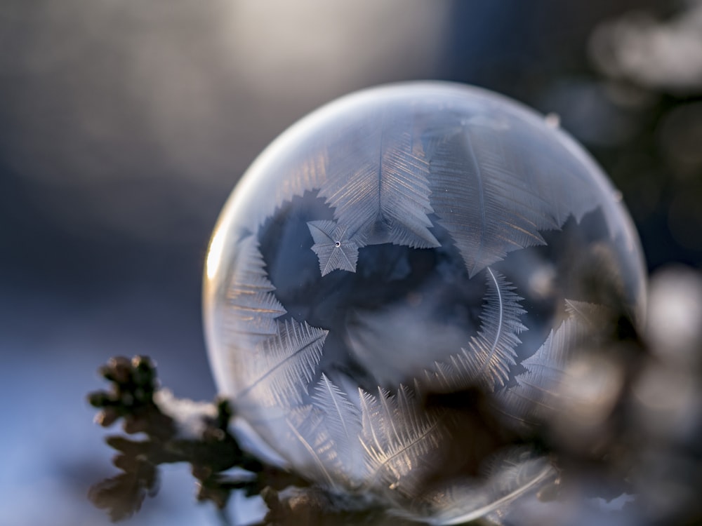 selective focus photography of water dew