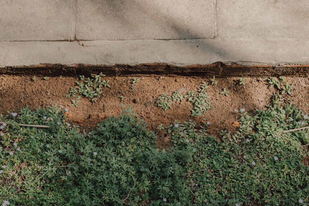 green grass near gray concrete pavement