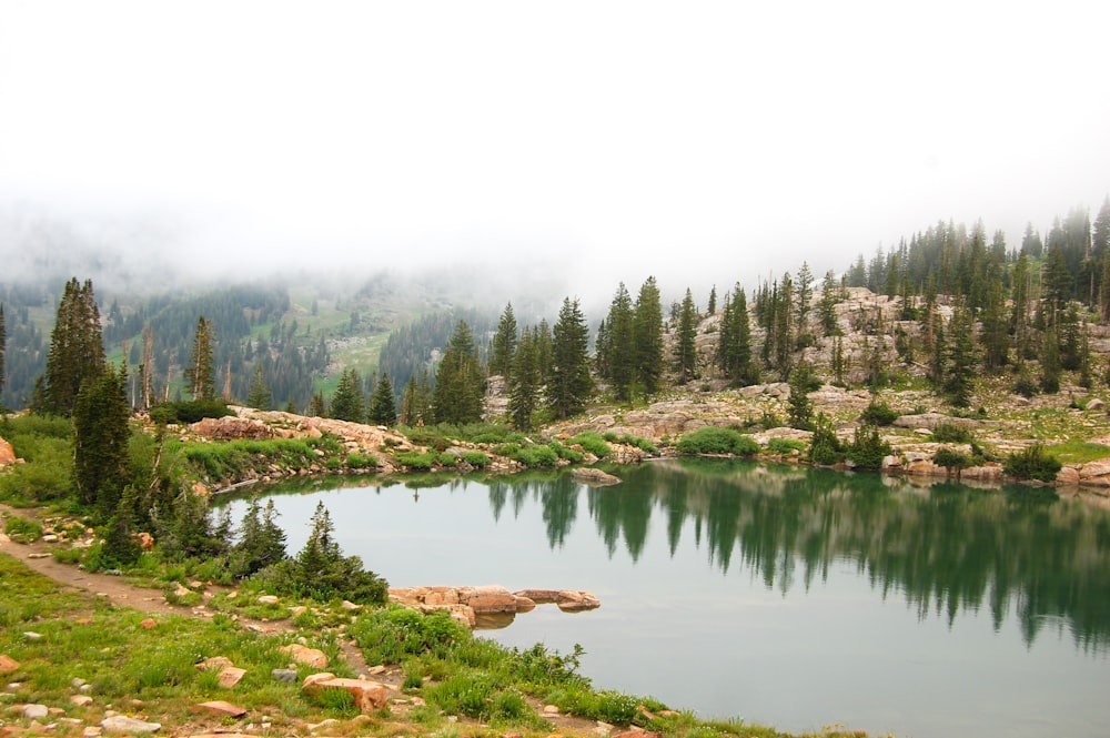 green leafed trees and body of water during daytime