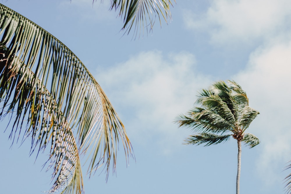 coconut trees during daytime