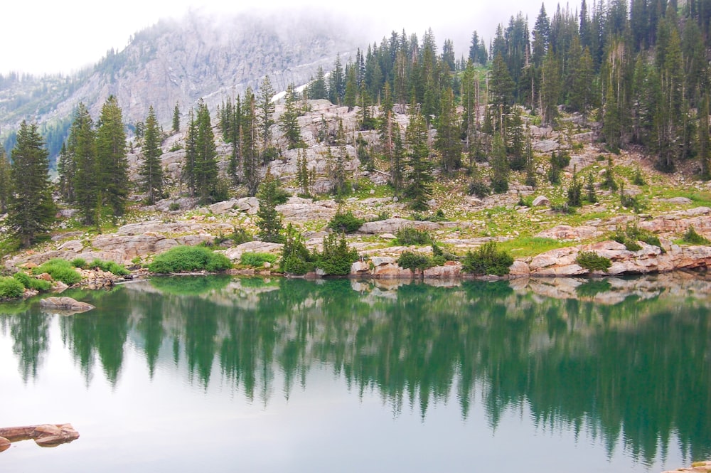 landscape photography of lake near trees