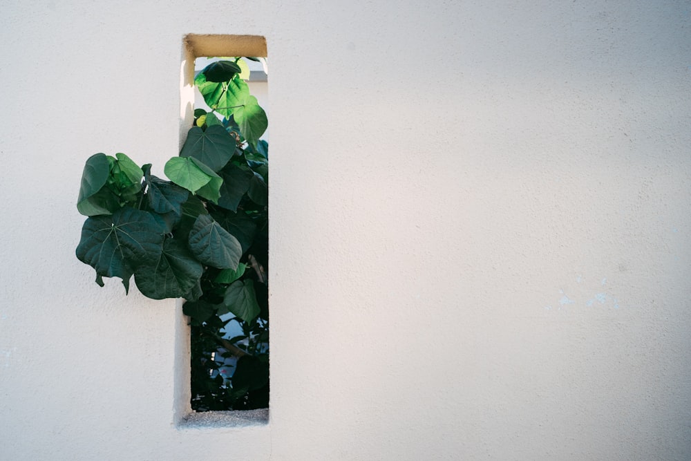 árbol de hojas verdes se asoma en el panel de la ventana