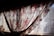 A floral curtain with intricate patterns of red and pink roses hangs partially open, allowing sunlight to filter through. The lace underneath adds a delicate touch, complementing the romantic and vintage aesthetic of the fabric.