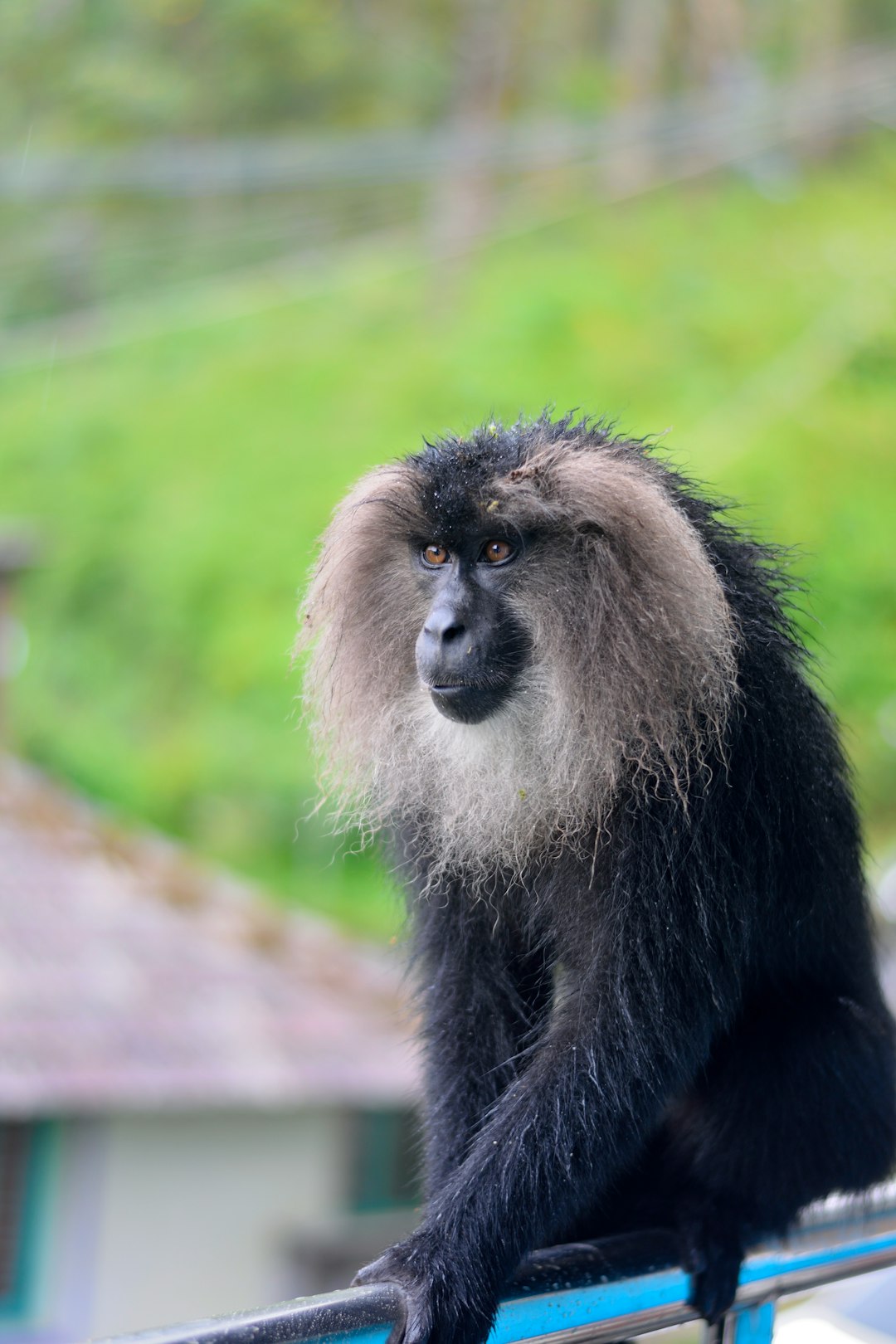 travelers stories about Wildlife in Valparai, India