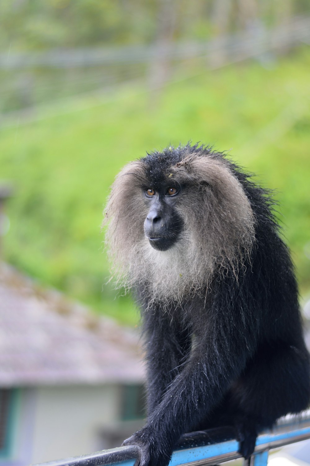 black and gray primate