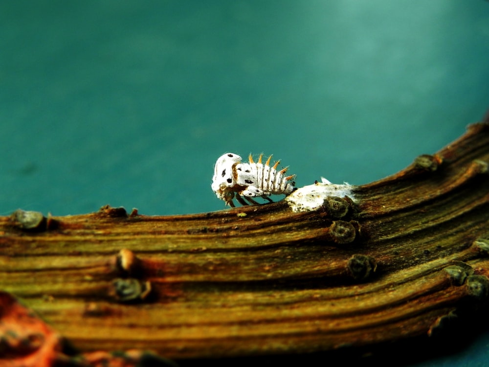 closeup photo of white insect