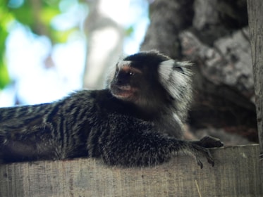 A small monkey with a dark fur coat and distinctive white facial markings is resting on a wooden surface. The background is out of focus with hints of green and brown, suggesting a natural environment.