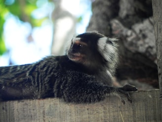 A small monkey with a dark fur coat and distinctive white facial markings is resting on a wooden surface. The background is out of focus with hints of green and brown, suggesting a natural environment.