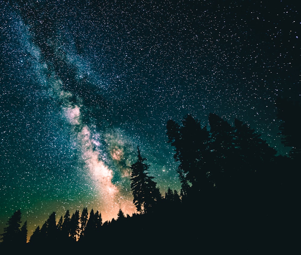 nebula above tall trees