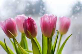 macro photography of pink tulips