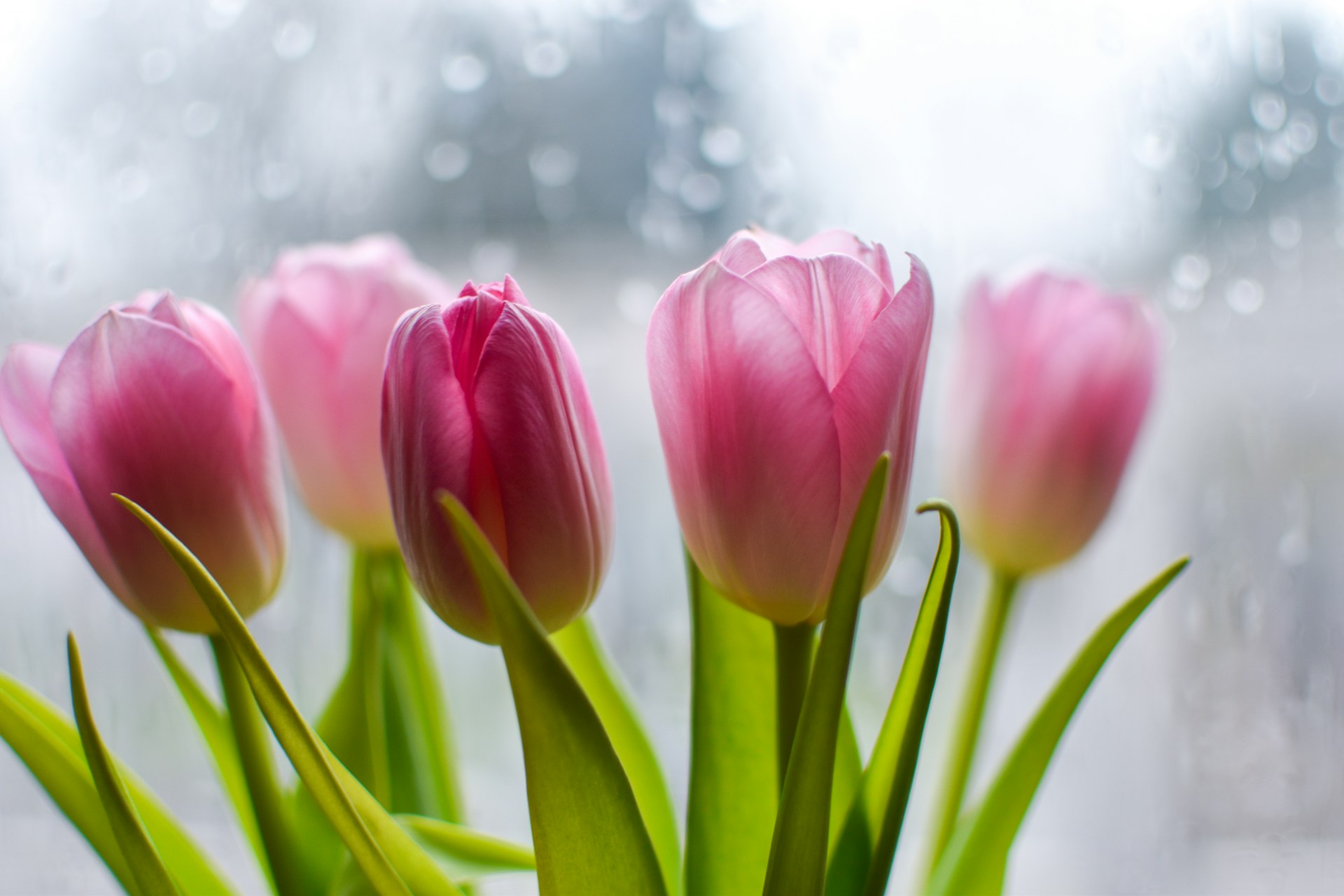 macro photography of pink tulips