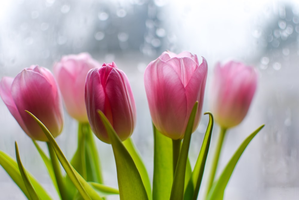 macro photography of pink tulips