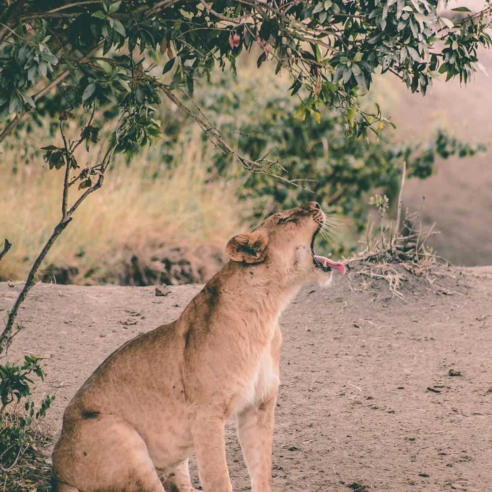 lioness under tree at daytime