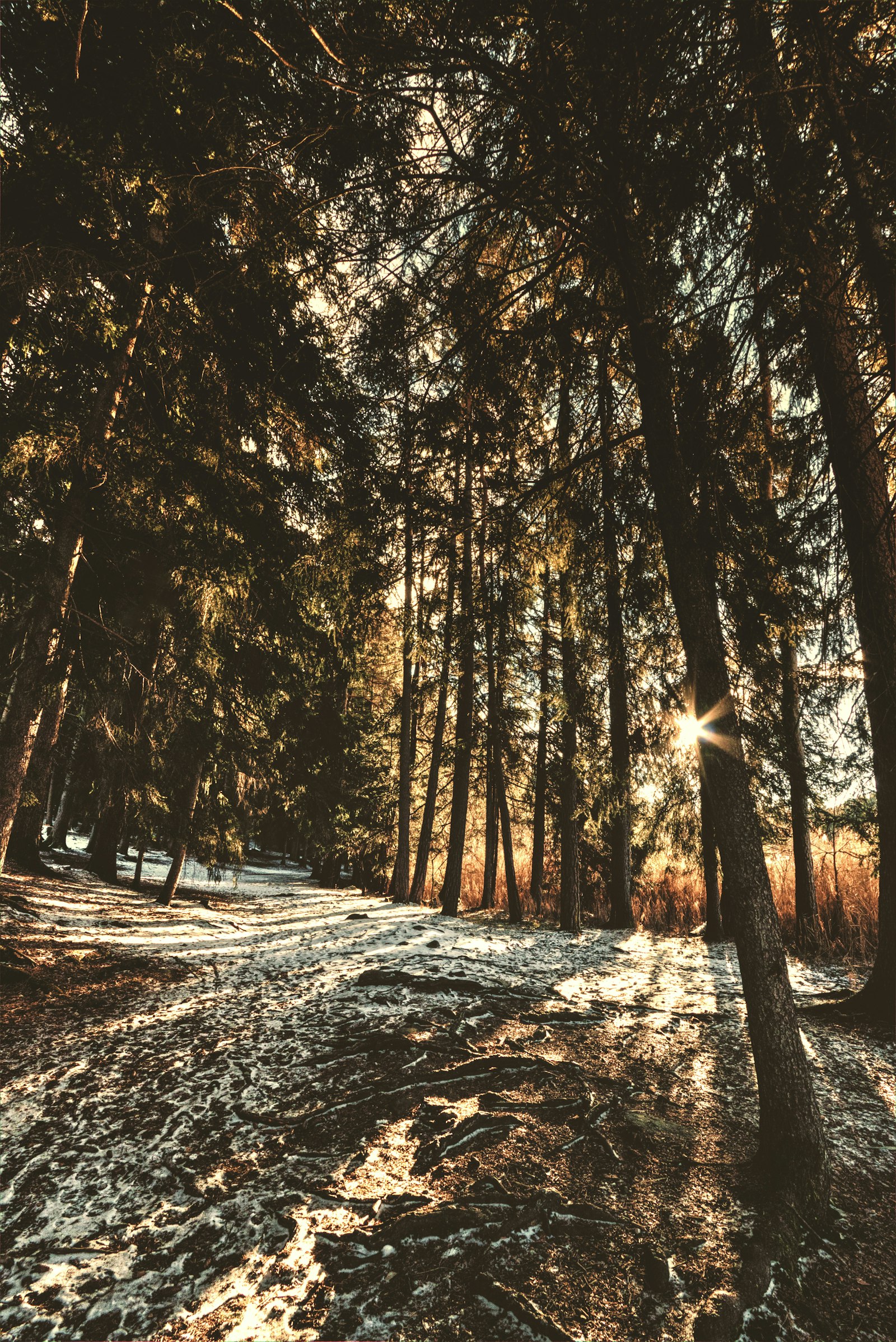 Canon EOS 70D + Canon EF-S 10-22mm F3.5-4.5 USM sample photo. Forest trees during daytime photography