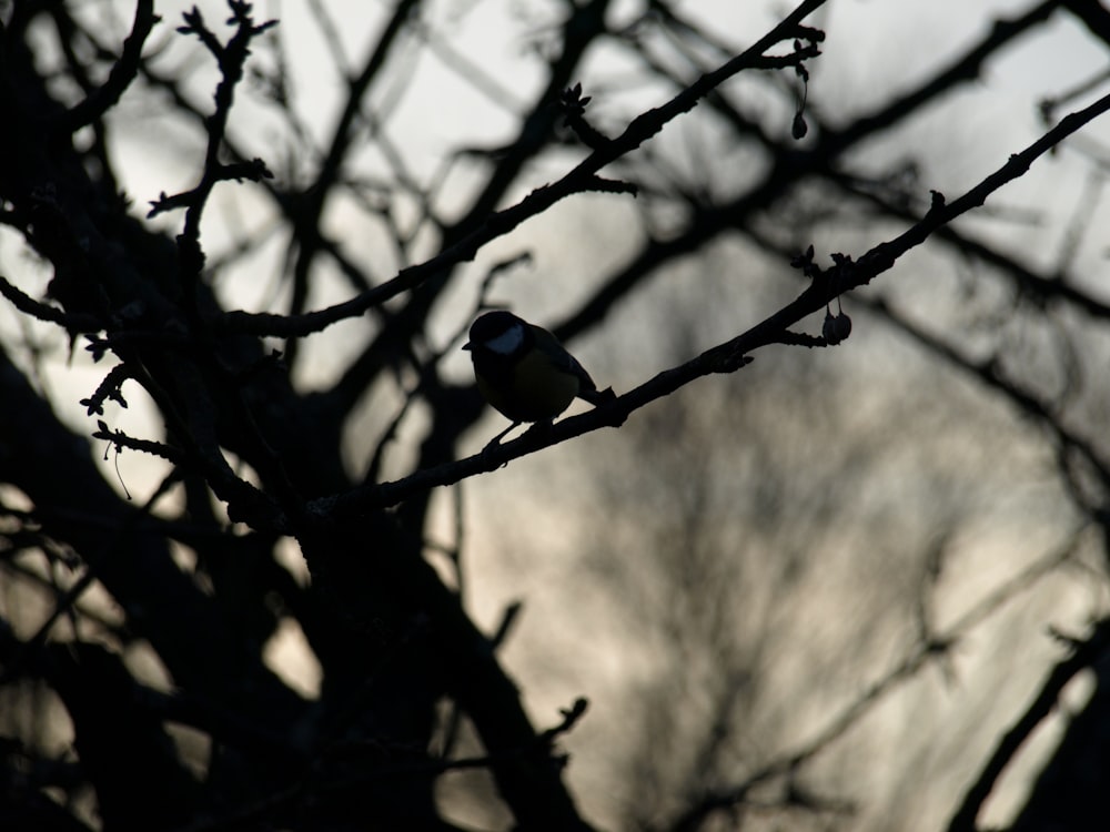 bird on stem